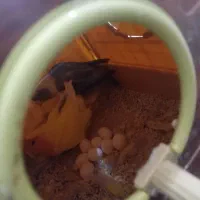 طوطی برزیلی جفت با تخم|پرنده|زنجان, |دیوار