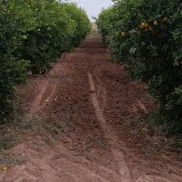 باغ-سه-هزارمتری-د-ز-ف-و-ل
