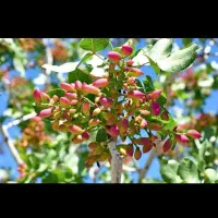 زمین-پسته-فروشی