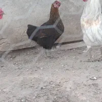 مرغ و خروس|حیوانات مزرعه|اهواز, شهرک رزمندگان|دیوار