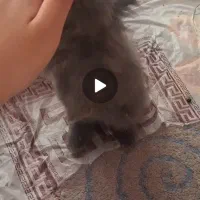خرگوش لوپ طوسی جثه کوچک