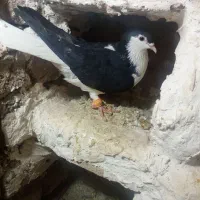 کبوتر ماده|پرنده|زبرخان, |دیوار