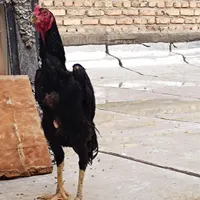 جوجه لاری اوشامو و افغان نژاد معتبر و جوجه بوقلمون|حیوانات مزرعه|تبریز, |دیوار