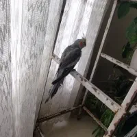 عروس هلندی سخنگو نیمه دستی