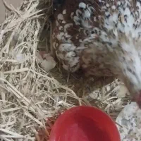 مرغ و خروس