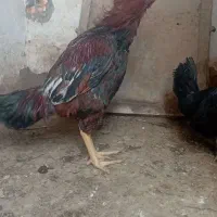خروس لاری