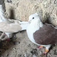کبوتر معاوضه