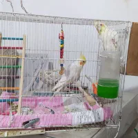 یک جفت عروس هلندی تخم گذار .