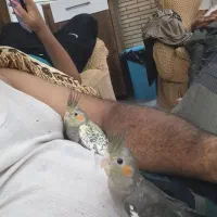 عروس هلندی دستی ۴۵ روزه