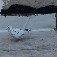 کفتر کبوتر پرنده|پرنده|محمدشهر, ولدآباد|دیوار