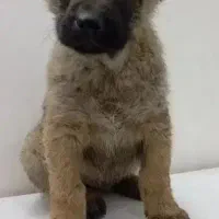 فروش توله سرابی اصیل نر