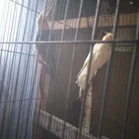 جفت عروس جفت رینبو اس|پرنده|لاهیجان, کوی استادان|دیوار