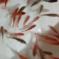 ماهی عید|ماهی|زرند, |دیوار