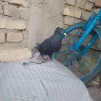 گرفتنی