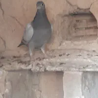 کبوتر سبز و مگس و رنگی|پرنده|خاش, |دیوار