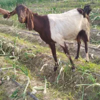 بزشیری|حیوانات مزرعه|جیرفت, |دیوار