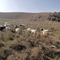 بزغاله نر چپیش|حیوانات مزرعه|بیله سوار, |دیوار