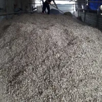 پوست بادام|گل و گیاه طبیعی|آستانه اشرفیه, |دیوار