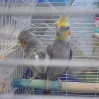 عروس هلندی به شرط جفت و تخم گذاری|پرنده|نسیمشهر, |دیوار