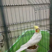 عروس هلندی