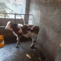 تلیسه دو عدد آبست با یه گوساله|حیوانات مزرعه|بندر گز, |دیوار