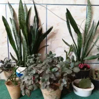 گل های خانگی