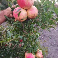 نهال انار بی دانه ماریا ، ضیا . انار فوق نرم هسته|خدمات باغبانی و درختکاری|بهشهر, |دیوار