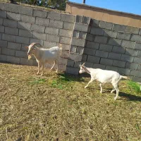 نربز سانن اصل|حیوانات مزرعه|برزک, |دیوار