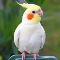 عروس هلندی