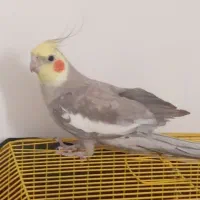 عروس هلندی|پرنده|نرماشیر, |دیوار