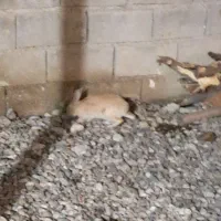 خرگوش|موش و خرگوش|آذرشهر, |دیوار