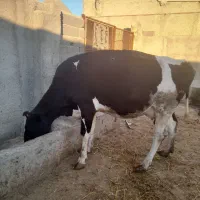 گاو شیری هلشتاین
