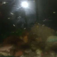 ماهی گوپی فروشی