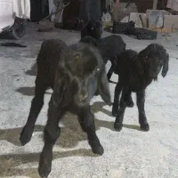 ۴ عدد بره شیری سه تا ماده یه نری