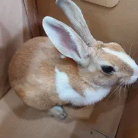خرگوش بسیار سالم و بازیگوش