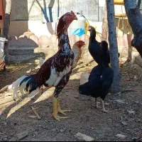تخم لاری  6دانگی... نامبروان|حیوانات مزرعه|کرج, ملک‌آباد|دیوار
