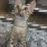 گربه