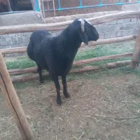 گوسفند بره نر