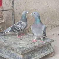 کبوتر کلومتری