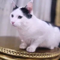 واگذاری گربه پسر