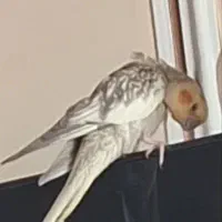 یک قطعه عروس هلندی گمشده