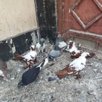 ۱۰ عدد کبوتر سالم و ارزان|پرنده|اردبیل, |دیوار