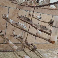فنچ زبرا