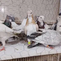 ۴۰عددرنگه بیشترنر|پرنده|مشهد, کشف|دیوار