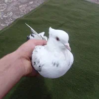 دوعدد کبوتر|پرنده|پیرانشهر, |دیوار