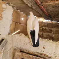 کفتر دم سیاه- بلژیکی