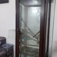 عروس هلندی آلبینو اصلی