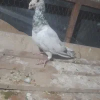 سار سرور جوجه قره