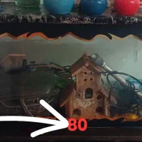 آکواریوم ماهی