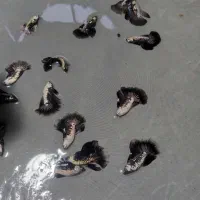 فروش تک و عمده فایتر|ماهی|رشت, گلسار|دیوار